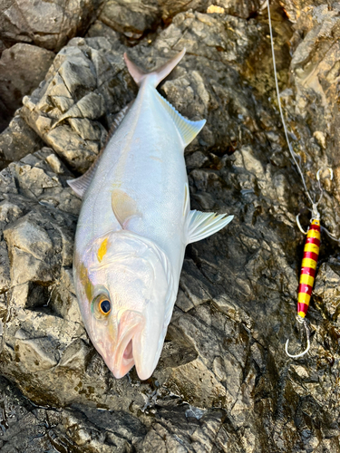 カンパチの釣果