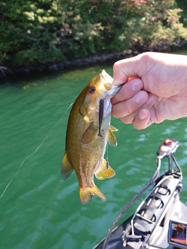 スモールマウスバスの釣果