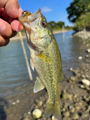 ラージマウスバスの釣果