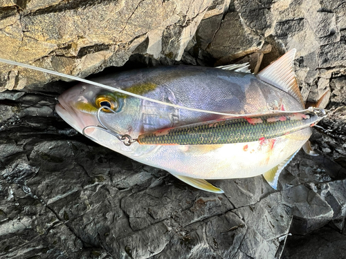 カンパチの釣果