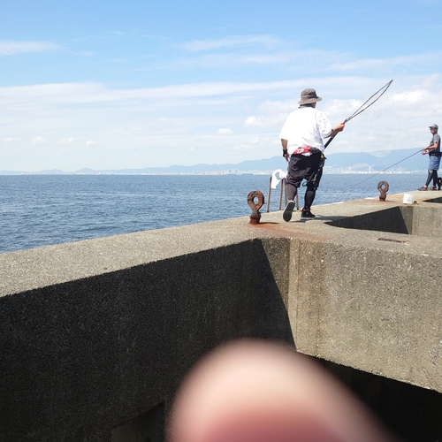 メジロの釣果