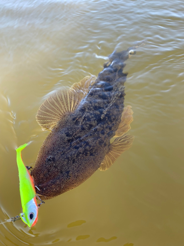 コチの釣果