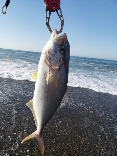 ショゴの釣果