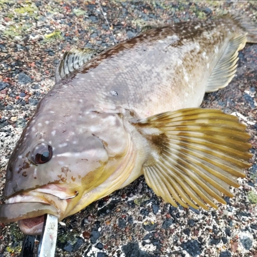 ウサギアイナメの釣果