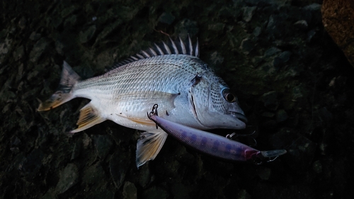 キビレの釣果