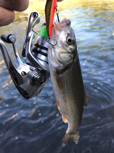 ウグイの釣果