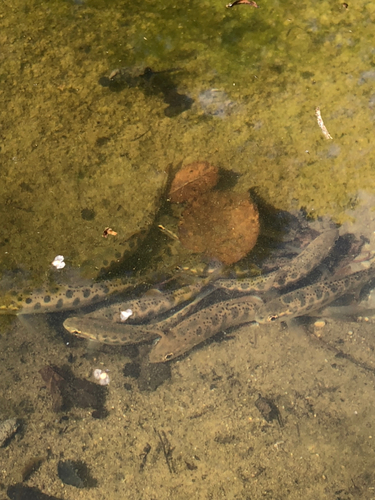 ヤマメの釣果