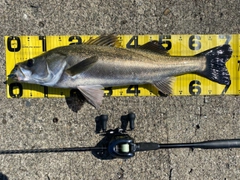 シーバスの釣果