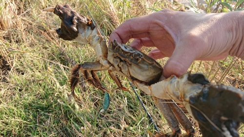 モクズガニの釣果