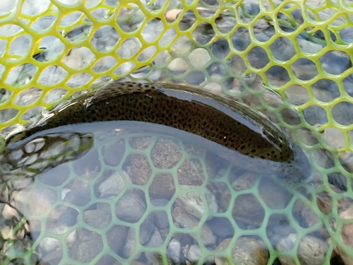 ニジマスの釣果