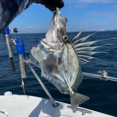 カガミダイの釣果