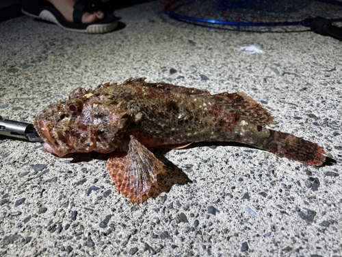 オニカサゴの釣果