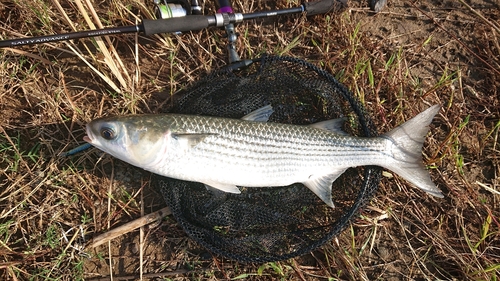 ボラの釣果