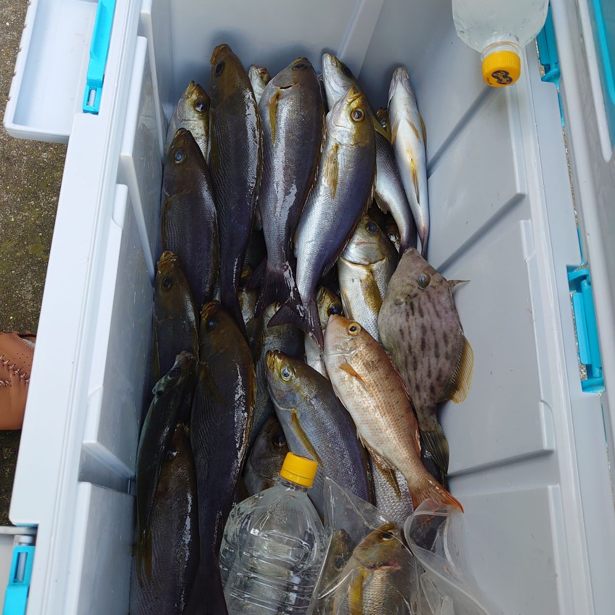 泳げタイ夜気さんの釣果 1枚目の画像