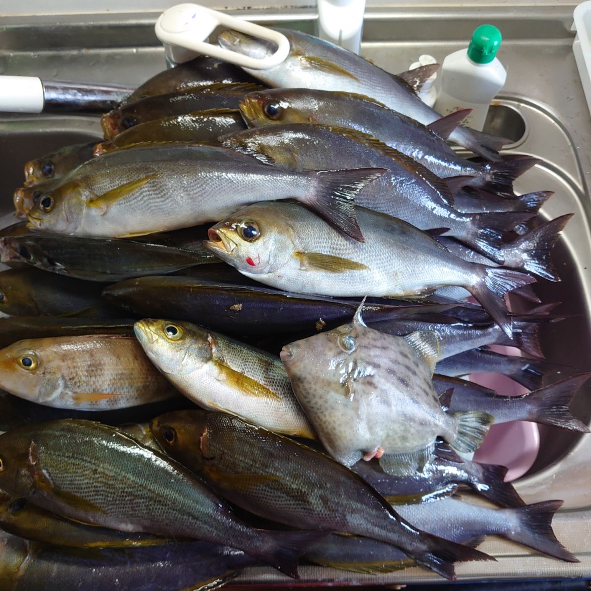 泳げタイ夜気さんの釣果 2枚目の画像