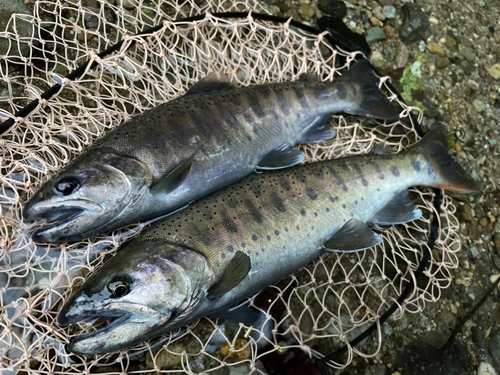 ヤマメの釣果