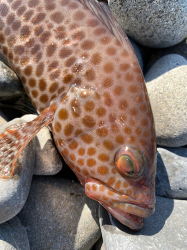 オオモンハタの釣果