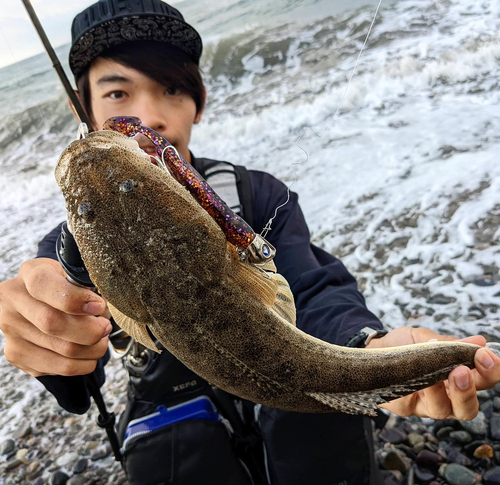 マゴチの釣果