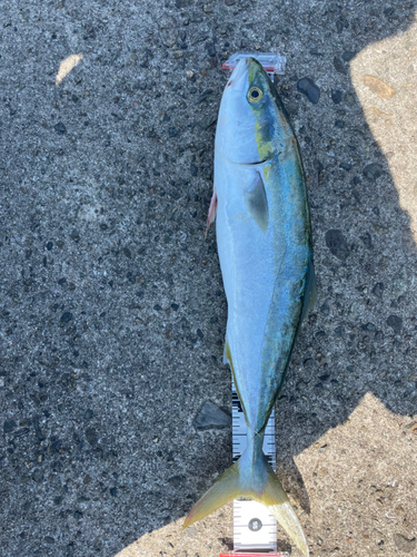 ハマチの釣果