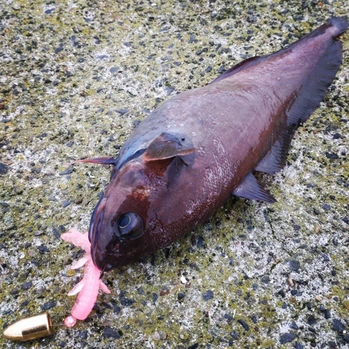 ドンコの釣果