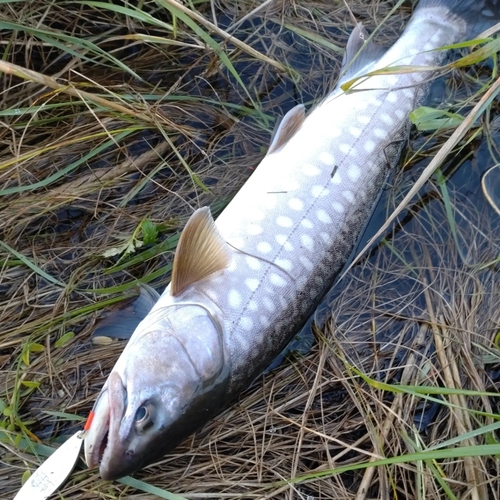 アメマスの釣果