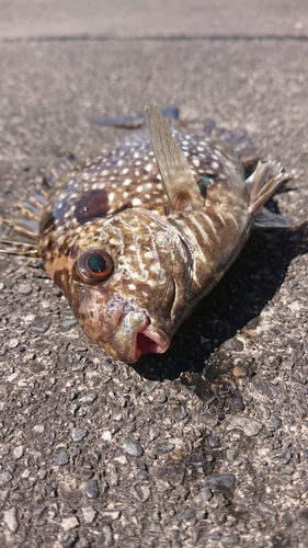 アイゴの釣果