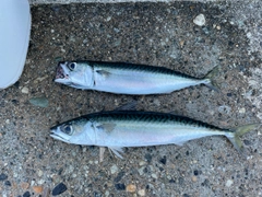 サバの釣果