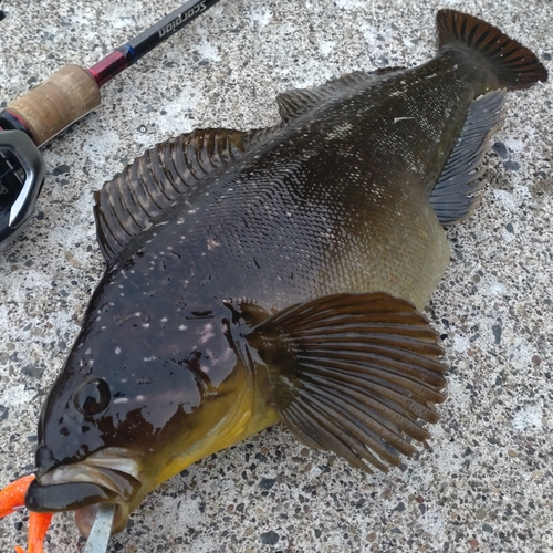 ウサギアイナメの釣果