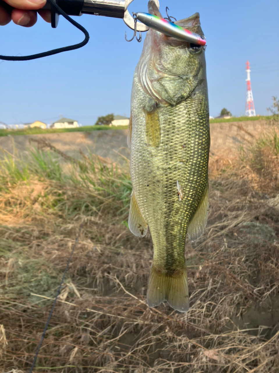 ブラックバス