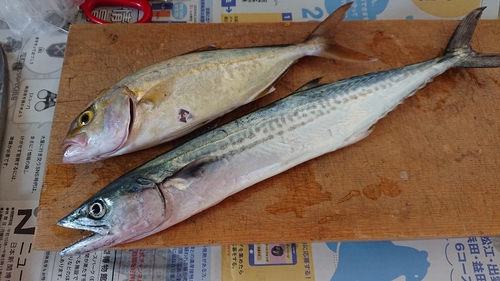 ショゴの釣果