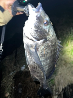 チヌの釣果