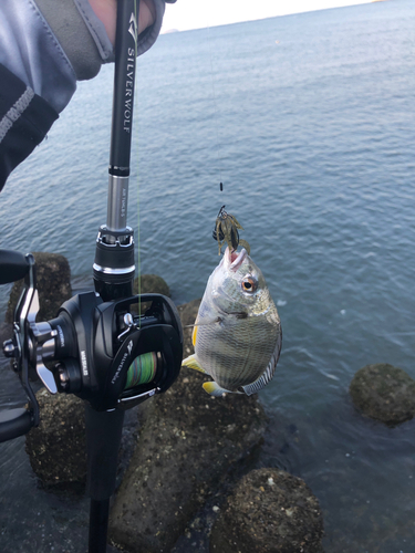 キビレの釣果