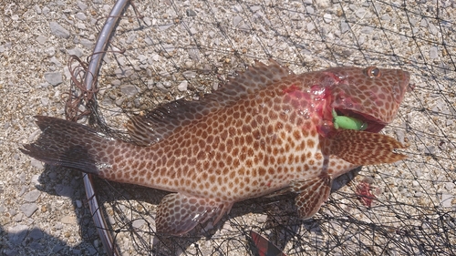 オオモンハタの釣果