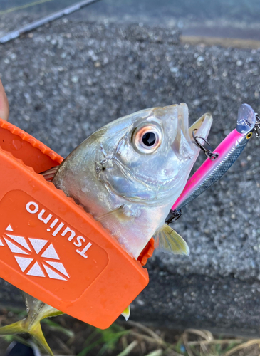 メッキの釣果