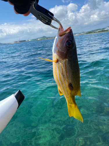 ヤマトビーの釣果