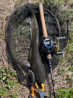 ナマズの釣果