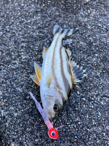 コトヒキの釣果