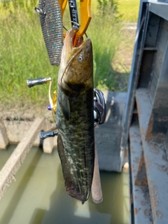 ナマズの釣果