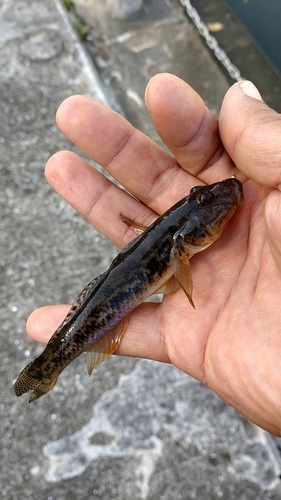 ハゼの釣果