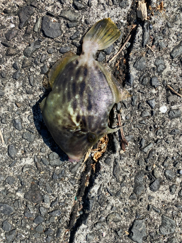 カワハギの釣果