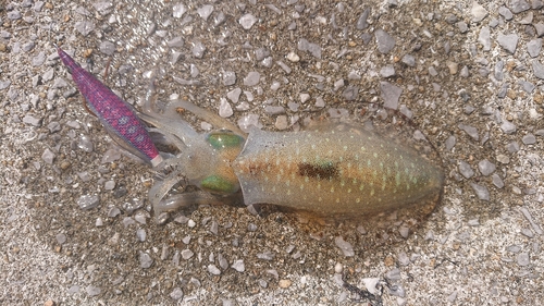 アオリイカの釣果