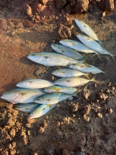 イナダの釣果