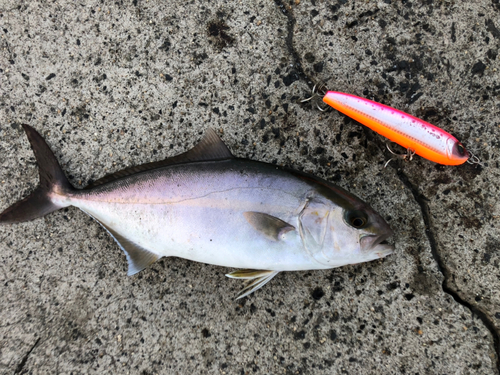 ネリゴの釣果