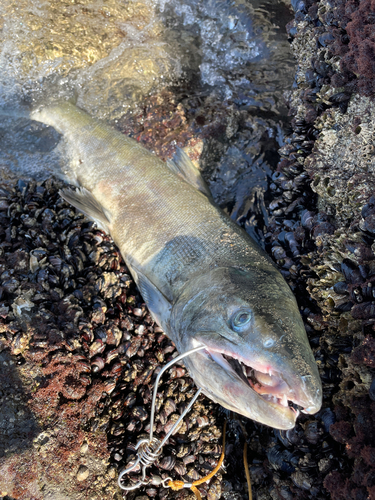 サケの釣果