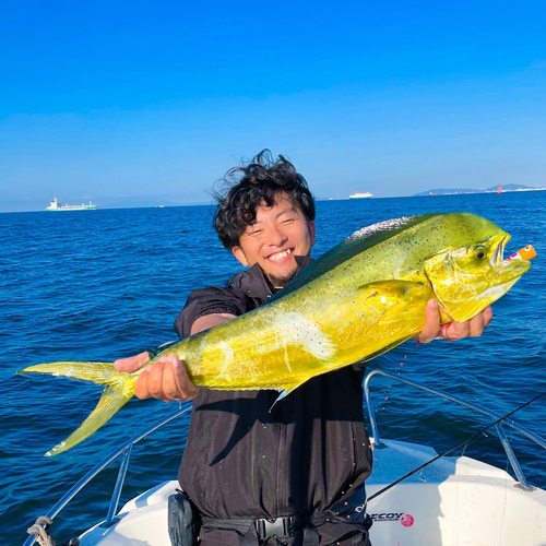 シイラの釣果