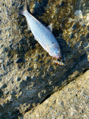 コノシロの釣果