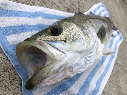 スズキの釣果