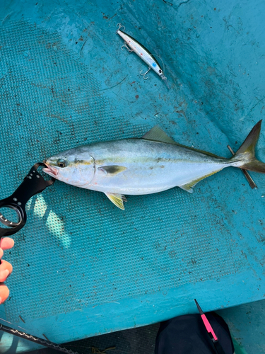 ハマチの釣果