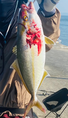 ショゴの釣果