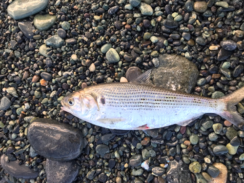 コノシロの釣果